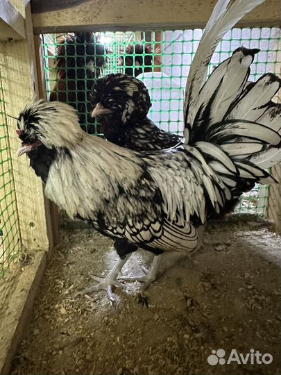 Инкубационное яйцо