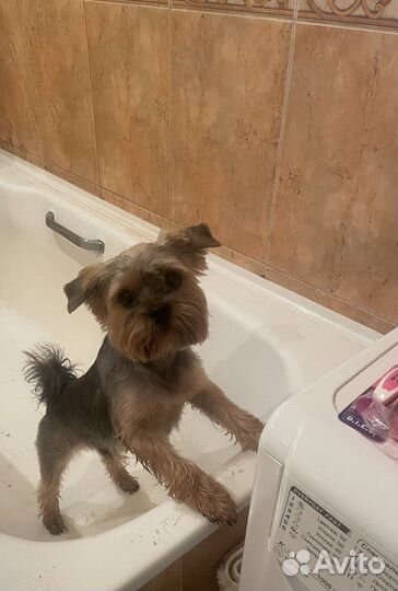 Случка той-терьер