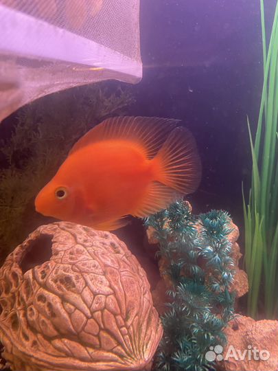 Аквариумные рыбы попугай