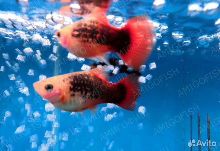 Пецилия Трехцветная или пестрая пецилия (Xiphopho