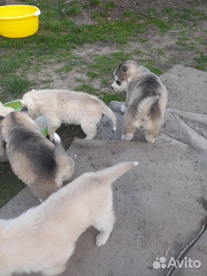 Щенки сибирской хаски