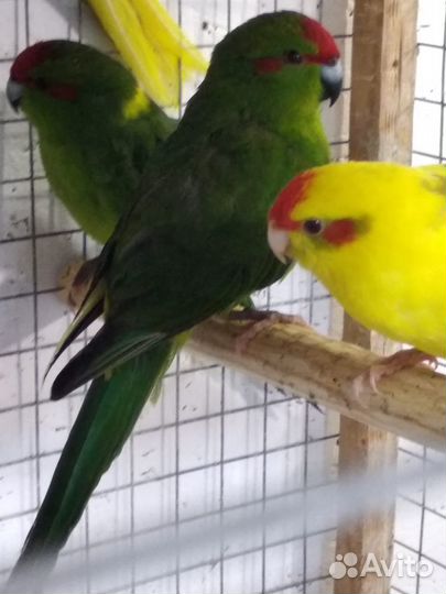 Попугай корелла, молодежь