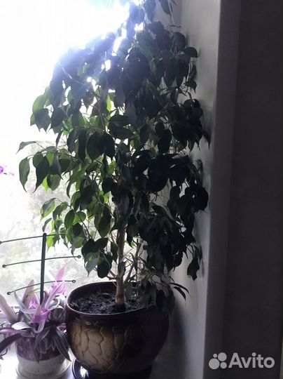 Фикус бенджамина большой