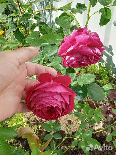 Розы кустовые