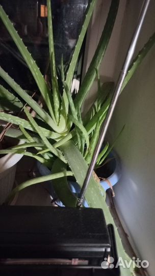 Продам алоэ