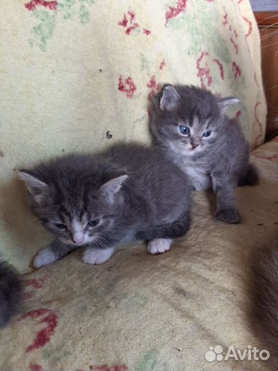 Котята отдам в добрые руки бесплатно