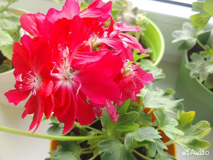 Пеларгония герань