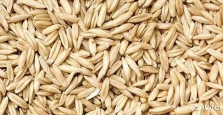 Овес ячмень пшеница проса