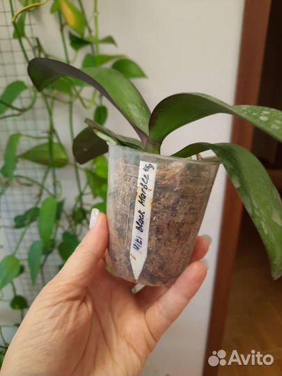 Орхидея фаленопсис Phal. Miki Black Marble