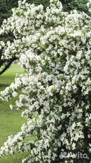 Жасмин чубушник