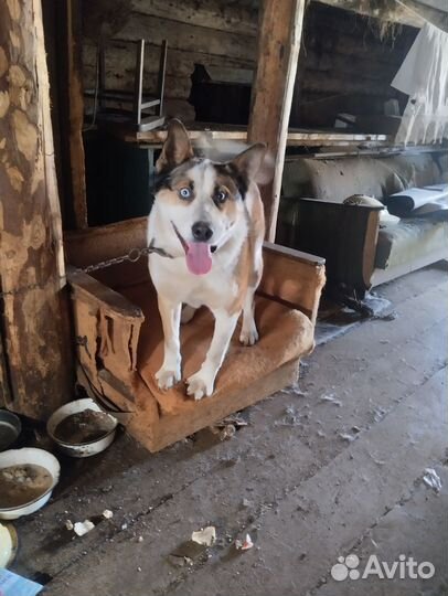 Карело финская лайка