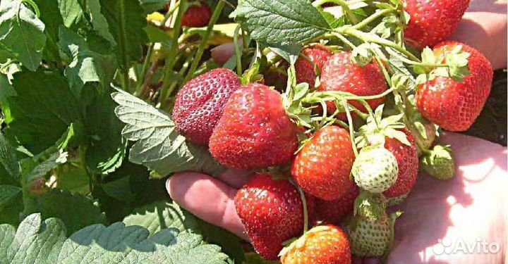 Ремонтантная клубника новых перспективных сортов