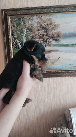 Йоркширский терьер мальчик и девочка