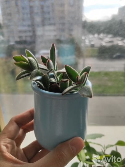 Каланхоэ войлочное и другие виды