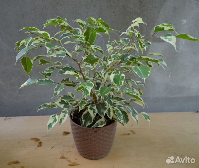 Фикус бенджамина пестролистный