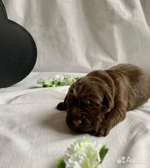 Щенки лабрадора