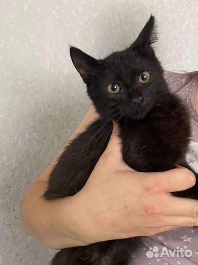 Котята в добрые руки бесплатно