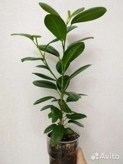 Фикус микрокарпа Мокламе