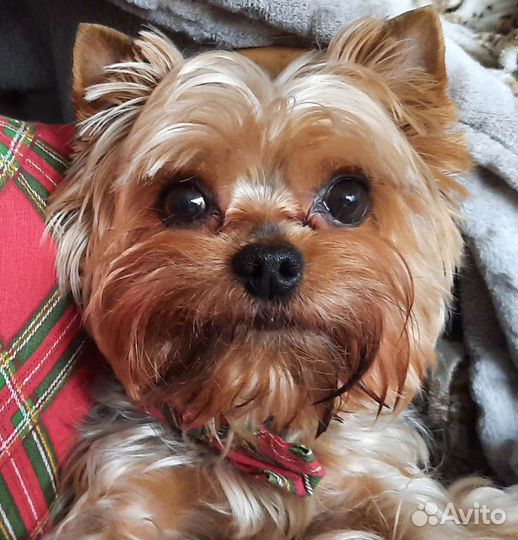 Вязка с курносым мини йоркширским терьером