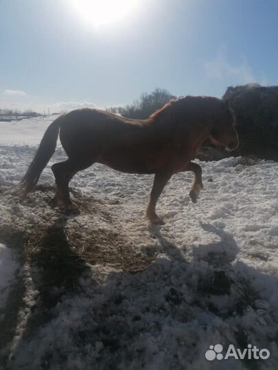 Жеребец - производитель