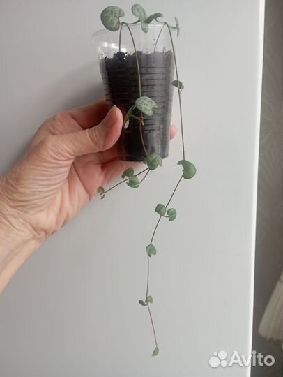 Церопегия Вуда