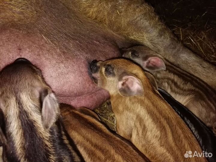 Продам поросят венгерской пуховой мангалицы