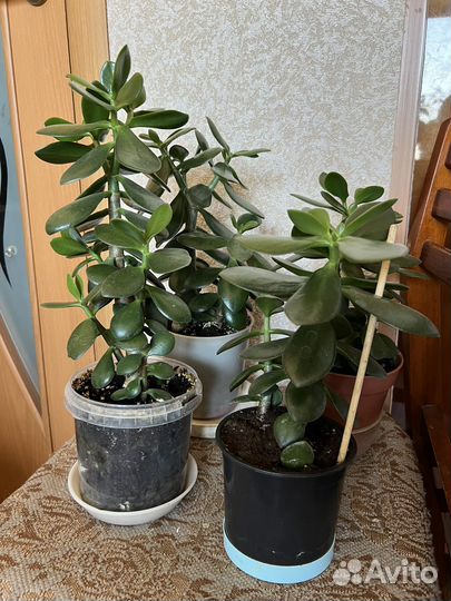 Толстянка денежное дерево