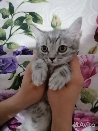 Британские котята