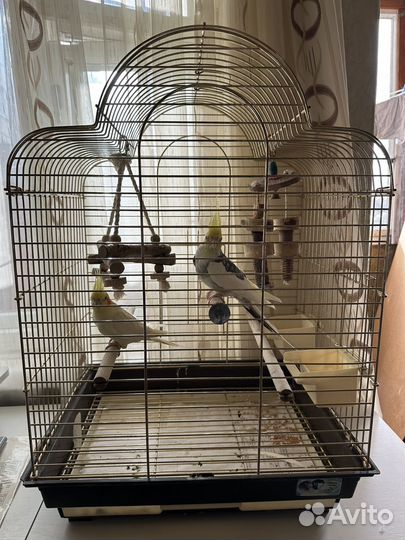 Попугай корелла с клеткой