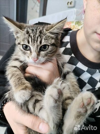 Отдам котят в добрые руки