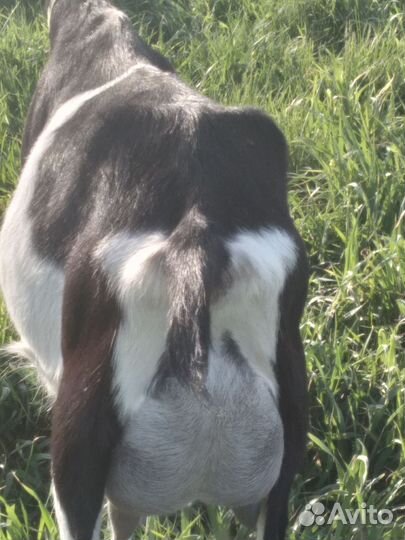 Продам коз альпийской породы