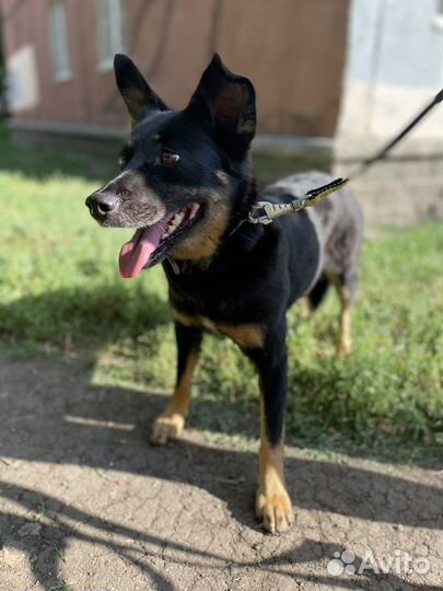 Маленькая собака