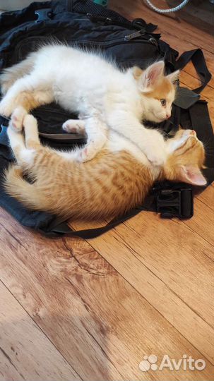 Отдам бесплатно животные