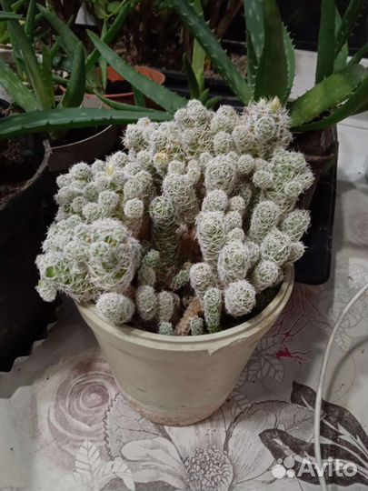 Кактус цветущий большой