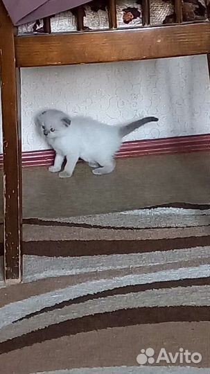 Вислоушки, прямоушки 1мес
