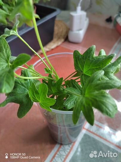 Пеларгония герань сорт Стеллар Ричард Хадсон