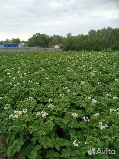 Продаю свое