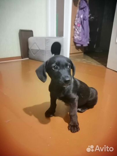 Отдам щенка в хорошие руки