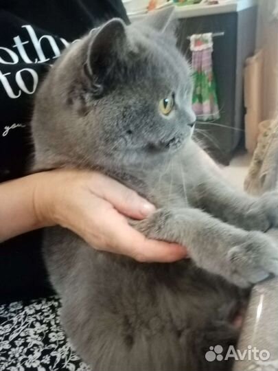 Британская