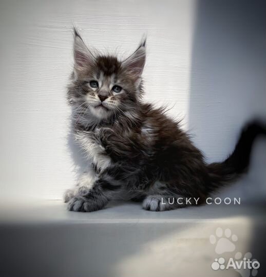 Кошечка мейн-кун питомник. бронирование