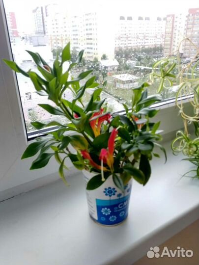 Эсхинантус