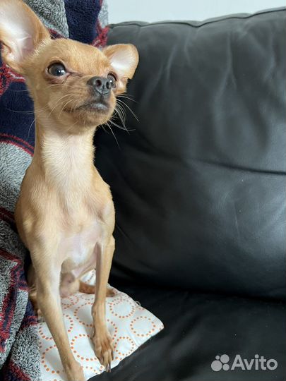 Той-терьер мини вязка