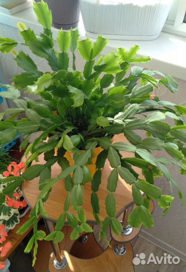 Декабрист, 4 цвета