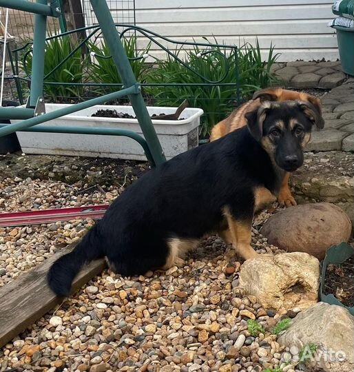 Щенок метис с таксой мальчик 6 мес в дар