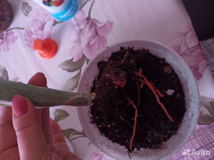 Сансевиерия металлика