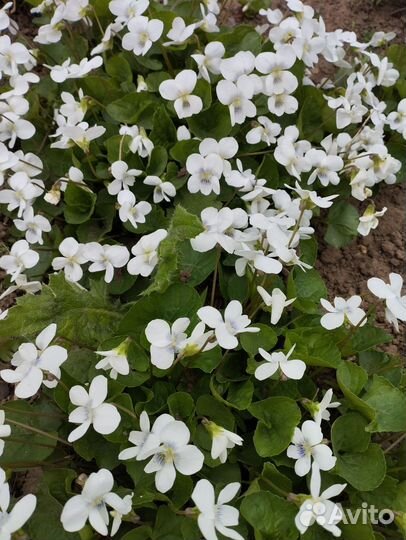 Садовые растения и цветы