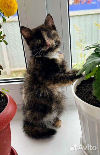 Трехшерстное счастье