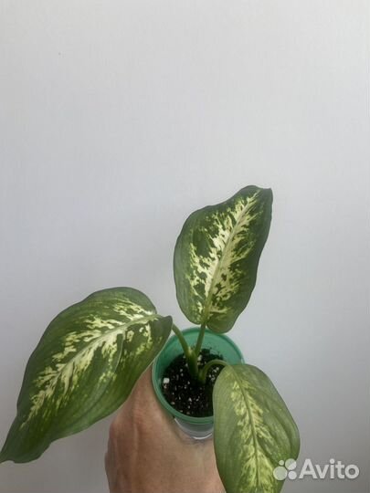 Диффенбахия Mars, Camilla