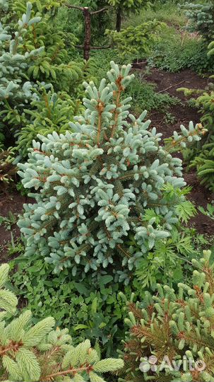 Саженцы хвойных растений