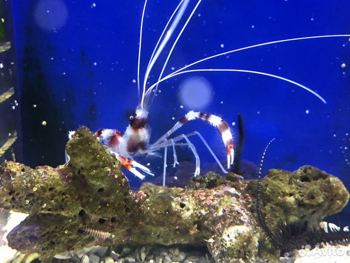 Морские ракообразные